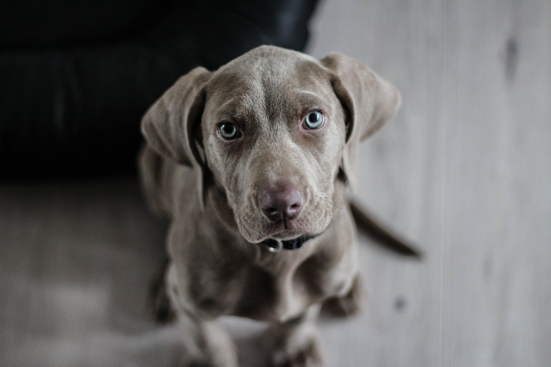 weimaraner-puppy-dog-snout-97082.jpeg